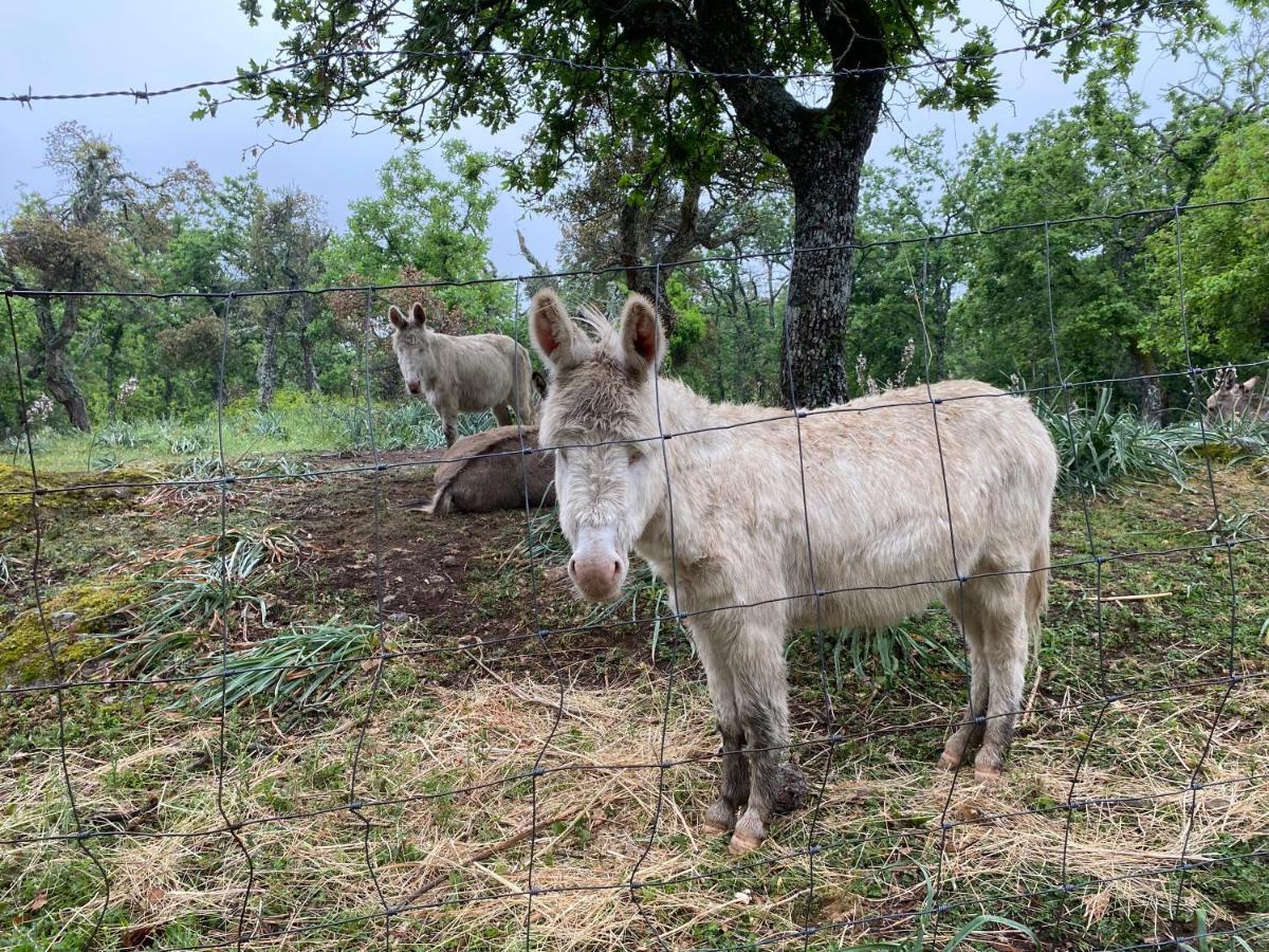 Agriturismo Pranu Sorgono Εξωτερικό φωτογραφία