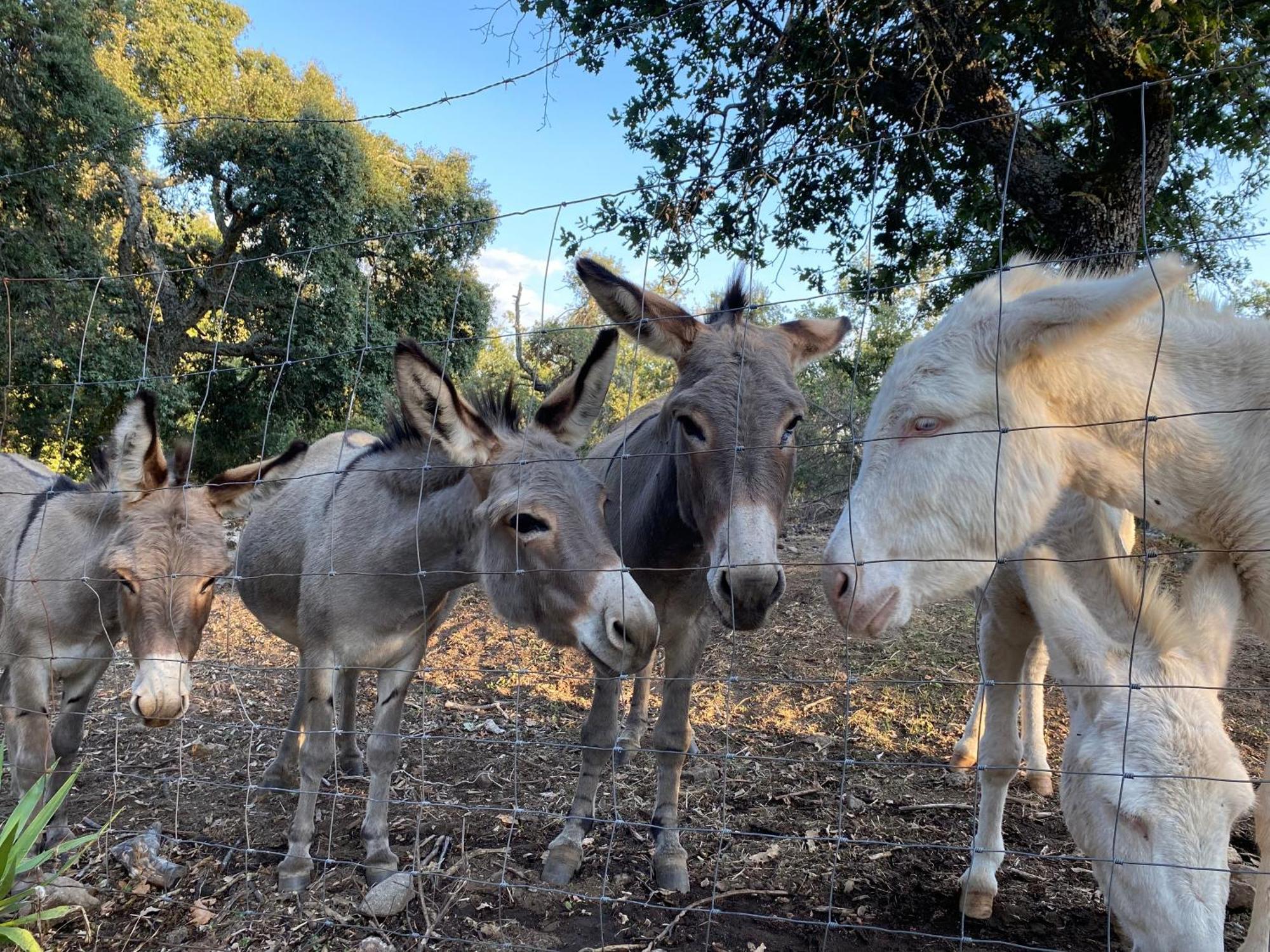 Agriturismo Pranu Sorgono Εξωτερικό φωτογραφία