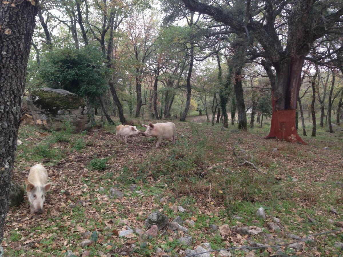 Agriturismo Pranu Sorgono Εξωτερικό φωτογραφία